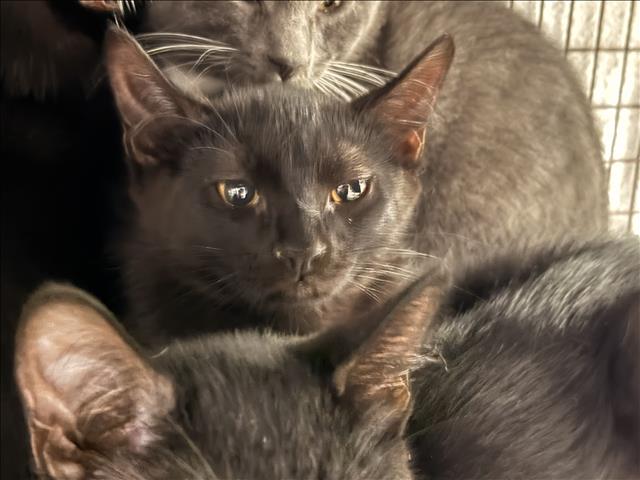 Shelter Stray Female Cat last seen , 14409 Vanowen St, Van Nuys, CA 91405, USA