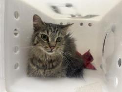 Shelter Stray Female Cat last seen RYAN RD/HOWELL, 3839 W Burnham St, West Milwaukee, WI 53215, USA