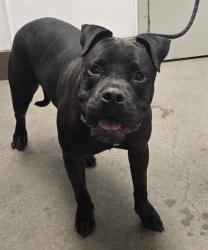 Shelter Stray Male Dog last seen , 4000 N Silverbell Rd, Tucson, AZ 85745, USA