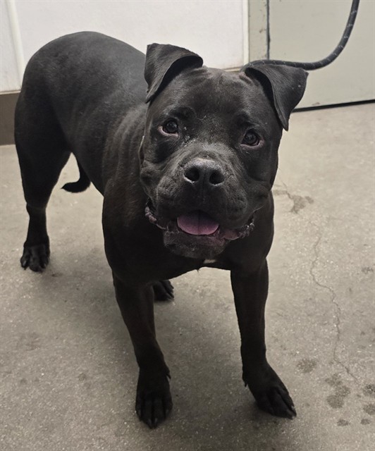 Shelter Stray Male Dog last seen , 4000 N Silverbell Rd, Tucson, AZ 85745, USA