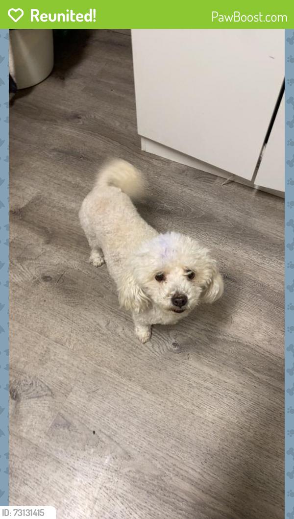 Reunited Male Dog last seen Near E Pearl Ave, Orange, CA 92869, USA, Orange, CA 92869