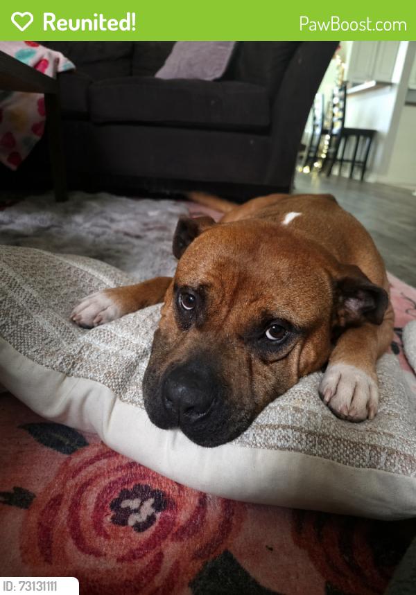 Reunited Male Dog last seen Canyon trail, Lake Worth, TX 76135