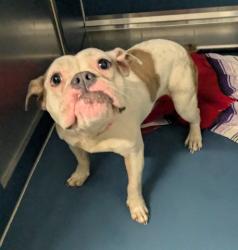 Shelter Stray Female Dog last seen Near BLOCK CENTRAL ST, DETROIT, MI 48204, 7401 Chrysler Dr, Detroit, MI 48211, USA