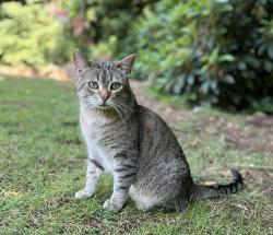 Reunited Male Cat last seen Stitt Ct & Coltrane St, Oregon City, OR 97045