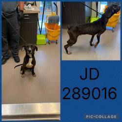 Shelter Stray Male Dog last seen LAKE VALLEY DR., 4214 Fulton Mill Rd, Macon, GA 31216, USA