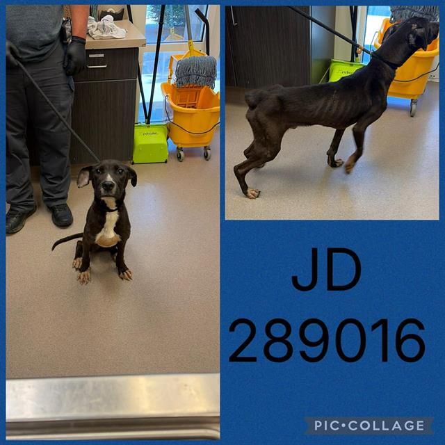Shelter Stray Male Dog last seen LAKE VALLEY DR., 4214 Fulton Mill Rd, Macon, GA 31216, USA