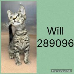 Shelter Stray Male Cat last seen FOREST HILL RD, 4214 Fulton Mill Rd, Macon, GA 31216, USA