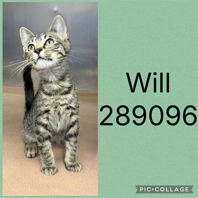 Shelter Stray Male Cat last seen FOREST HILL RD, 4214 Fulton Mill Rd, Macon, GA 31216, USA