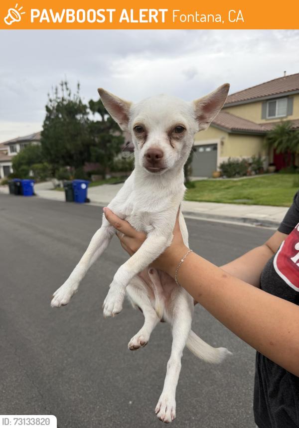 Found/Stray Male Dog last seen Augusta/ Wilshire Dr, Fontana, CA 92336
