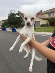 Found/Stray Male Dog last seen Augusta/ Wilshire Dr, Fontana, CA 92336