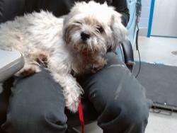 Shelter Stray Male Dog last seen 86TH AND TOWER SW, 11800 Sunset Gardens Rd SW, Albuquerque, NM 87121, USA