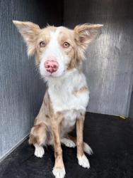 Shelter Stray Female Dog last seen Near BLOCK S MORNING OAKS DR, TAYLORSVILLE UT 84123, 4522 W 3500 S, West Valley City, UT 84120, USA