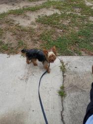 Found/Stray Male Dog last seen South ave n depot lane, Zephyrhills, FL 33542