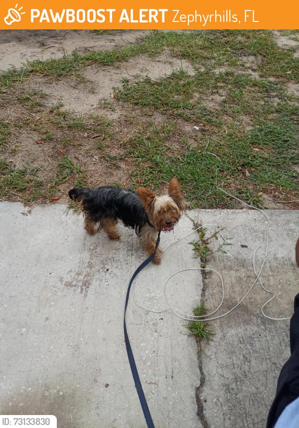 Found/Stray Male Dog last seen South ave n depot lane, Zephyrhills, FL 33542