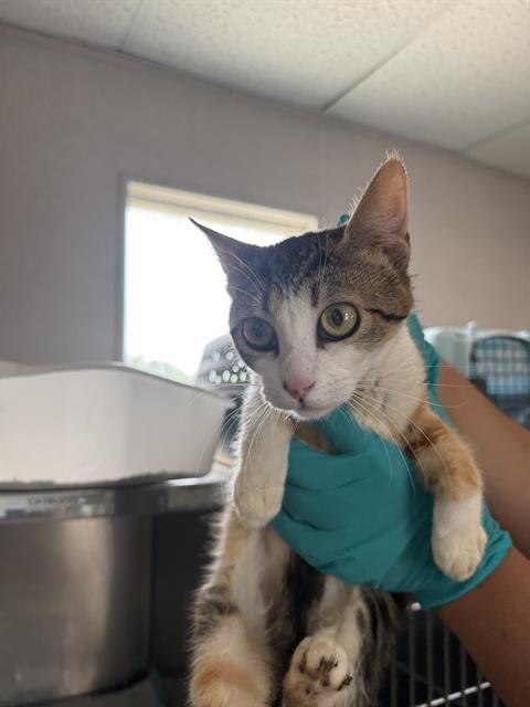 Shelter Stray Female Cat last seen Near BLK GOLDEN STATE AV BAKERSFIELD,CA, 201 S Mt Vernon Ave, Bakersfield, CA 93307, USA