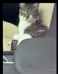 Reunited Male Cat last seen Lehigh ave and 27th st, Philadelphia, PA 19132