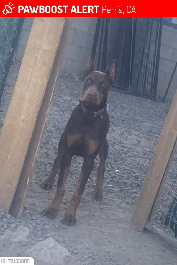Lost Female Dog last seen Spring St, Perris, CA 92570