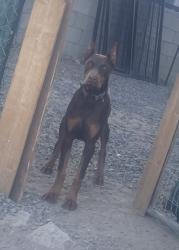 Lost Female Dog last seen Spring St, Perris, CA 92570
