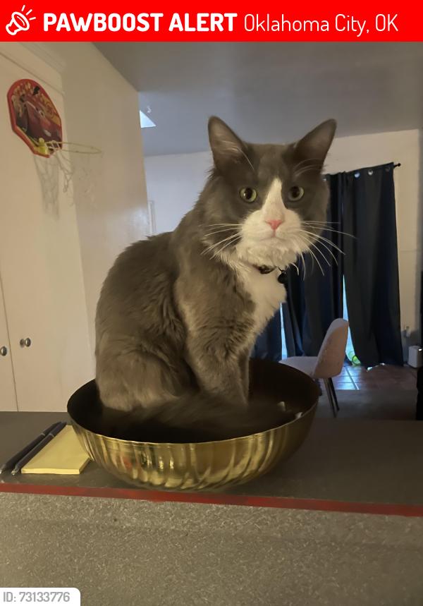 Lost Male Cat last seen It’s 512 N Davis, Oklahoma City, OK 73127