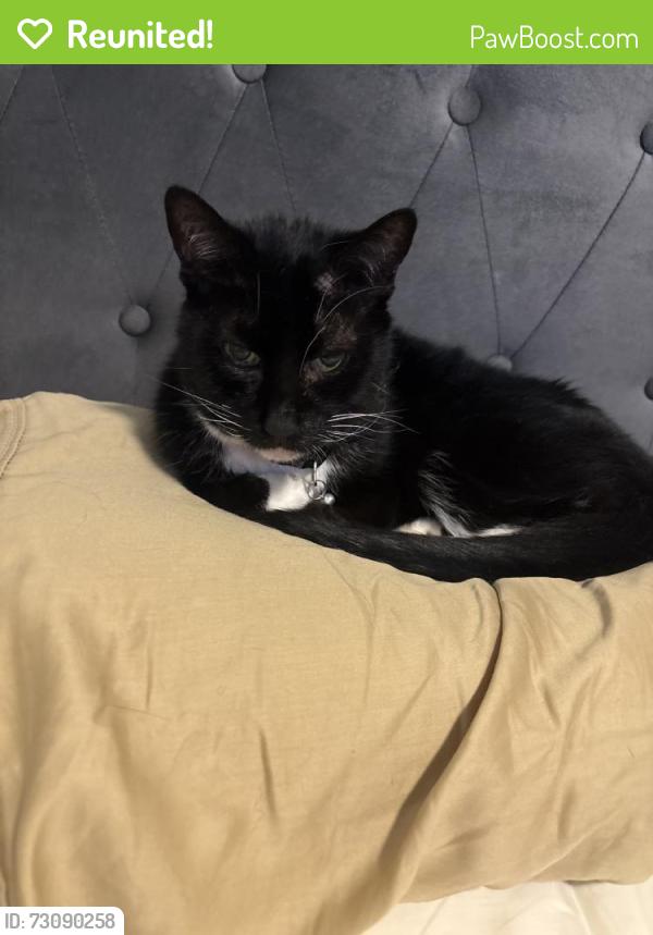 Reunited Male Cat last seen Near Legacy Crk Trl, Fort Worth, TX 76123, USA, Fort Worth, TX 76123