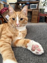 Reunited Male Cat last seen Kavanaugh, Brian, San Pablo, CA 94806