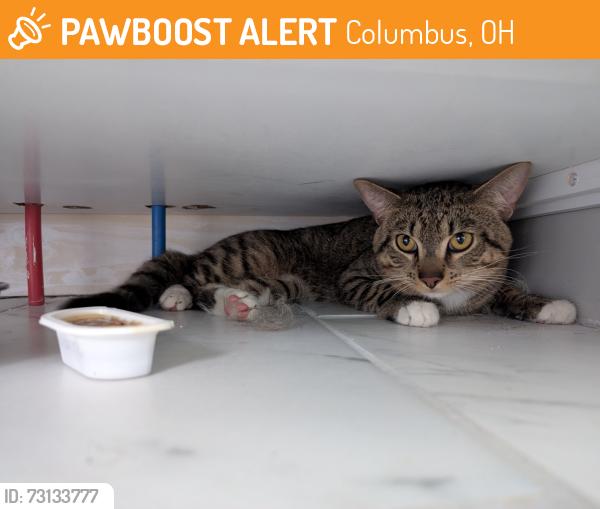 Found/Stray Unknown Cat last seen Kelton Ave and Gault St, Columbus, OH 43205