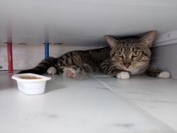 Found/Stray Unknown Cat last seen Kelton Ave and Gault St, Columbus, OH 43205