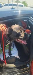 Found/Stray Male Dog last seen cicero and 35th, Cicero, IL 60804