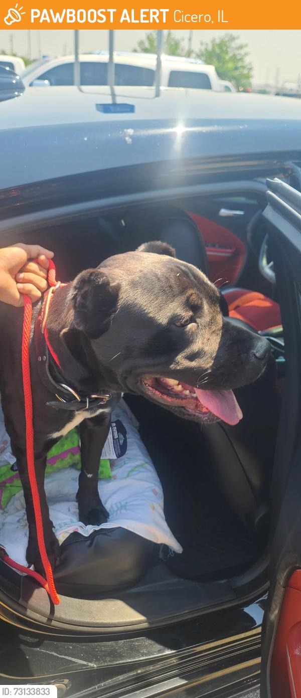 Found/Stray Male Dog last seen cicero and 35th, Cicero, IL 60804