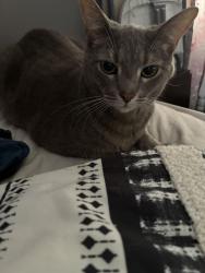 Reunited Female Cat last seen Southfield and Greenfield in between 13 and 12 mile, Southfield, MI 48076