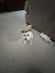 Reunited Male Dog last seen David Crocket Middle School, Richmond, TX 77407