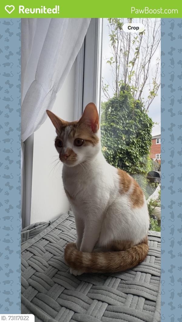 Reunited Male Cat last seen Heinz Factory, Kitt Green, England WN5 0JP