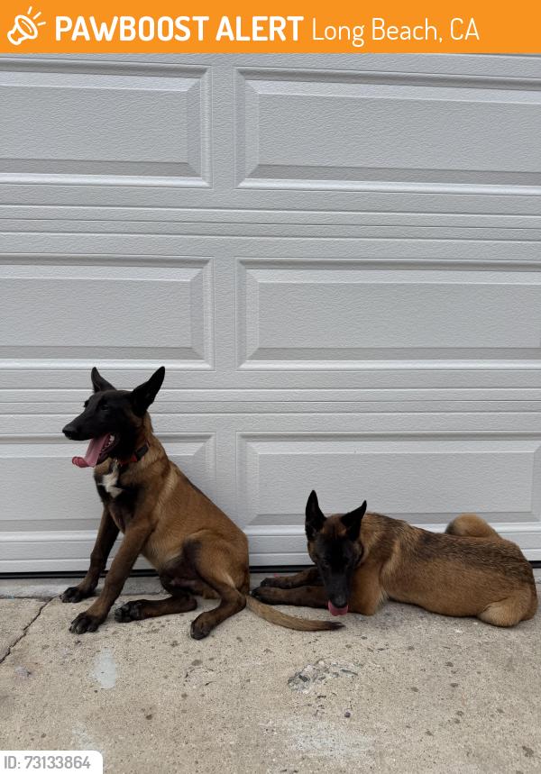 Found/Stray Male Dog last seen Deforest Park, Long Beach, CA 90805