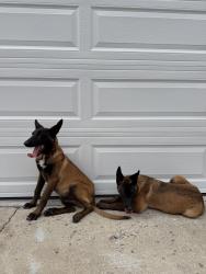 Found/Stray Male Dog last seen Deforest Park, Long Beach, CA 90805