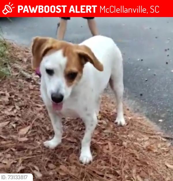 Lost Female Dog last seen Dupree Rd, McClellanville, SC 29458