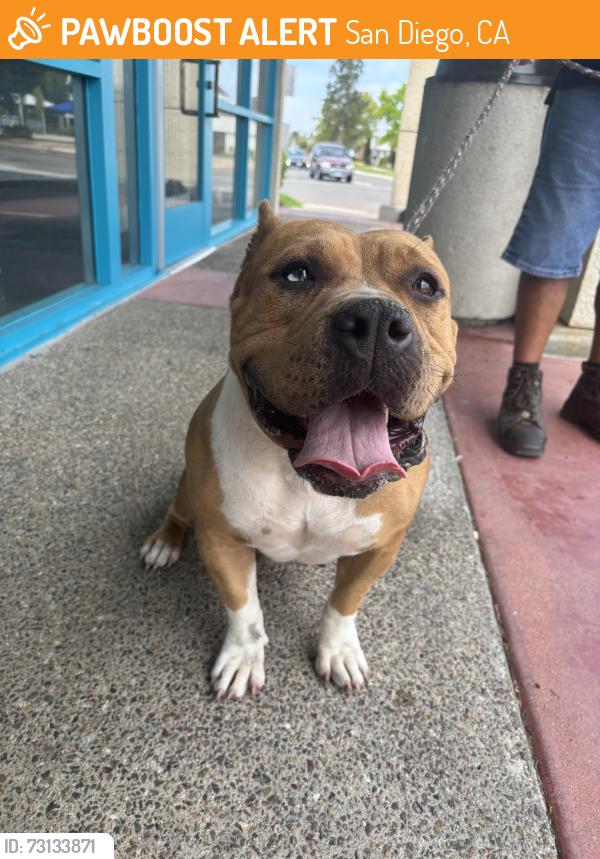 Found/Stray Female Dog last seen Westview Pkwy, San Diego, CA 92126