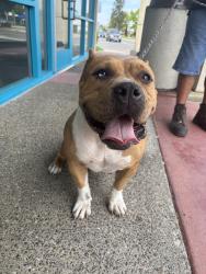 Found/Stray Female Dog last seen Westview Pkwy, San Diego, CA 92126