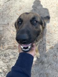 Reunited Male Dog last seen Near Shady Ln, Summerville, SC 29485