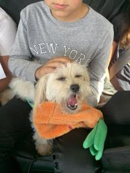 Reunited Female Dog last seen Viewpoint and seascape, Rodeo, CA 94572