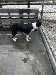 Found/Stray Female Dog last seen Near W Bradbury Rd Turlock Ca, Turlock, CA 95380