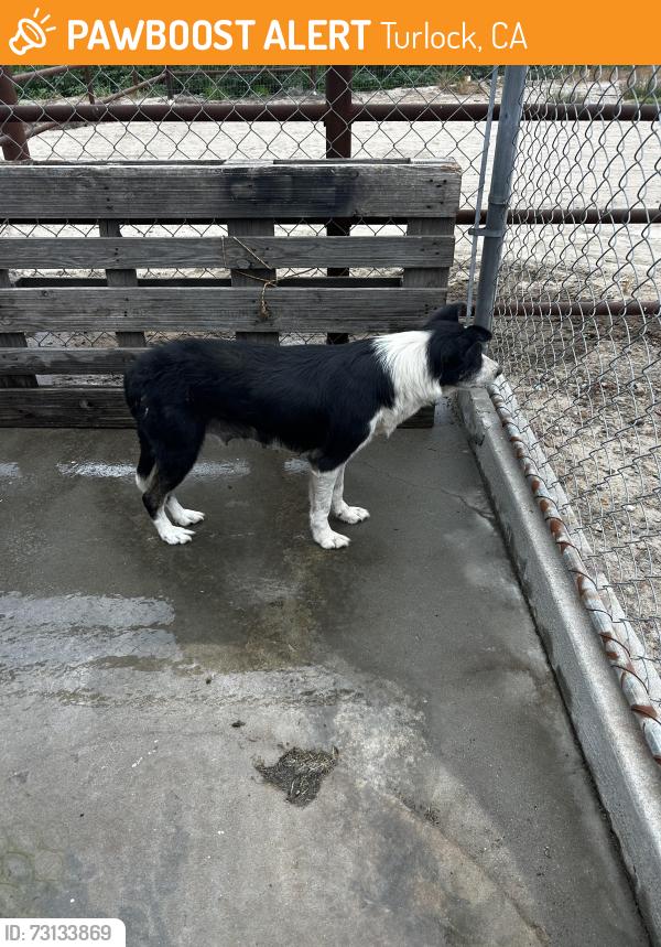 Found/Stray Female Dog last seen Near W Bradbury Rd Turlock Ca, Turlock, CA 95380