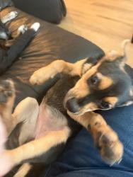 Lost Female Dog last seen Walmart Parking Lot, San Antonio, TX 78253