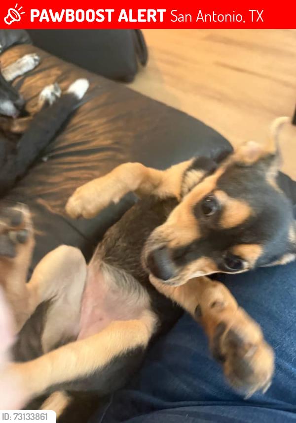 Lost Female Dog last seen Walmart Parking Lot, San Antonio, TX 78253