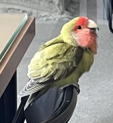 Found/Stray Unknown Bird last seen Burnhamthrope/Confederation Parkway near Square One Shopping Mall, Mississauga, Mississauga, ON 