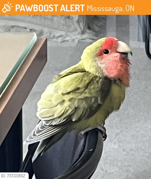 Found/Stray Unknown Bird last seen Burnhamthrope/Confederation Parkway near Square One Shopping Mall, Mississauga, Mississauga, ON 