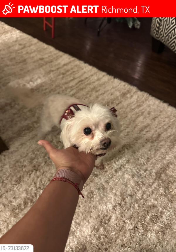 Lost Female Dog last seen Waterview states, Richmond, TX 77407