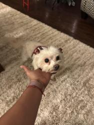 Lost Female Dog last seen Waterview states, Richmond, TX 77407