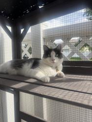 Reunited Female Cat last seen 56th st, Denver, CO 80249