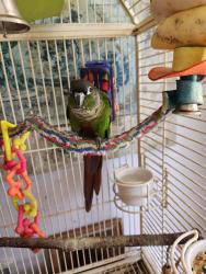 Lost Male Bird last seen Near 58th, Mountlake Terrace, WA 98043