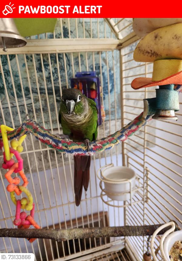 Lost Male Bird last seen Near 58th, Mountlake Terrace, WA 98043